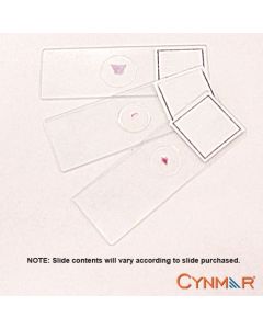 Slide, Human Sperm Smear