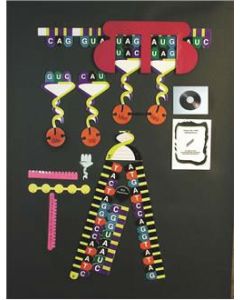 Protein Synthesis Kit 1 Lg Class Demo and 5 Studen
