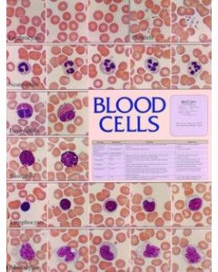 Blood Cell Types -  Laminated Poster, 18x24"