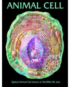 Animal Cell,cross Section - Laminated Poster, 18x2
