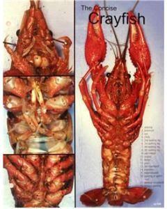 Crayfish Dissection Chart, 8 1/2x 11", Full Color