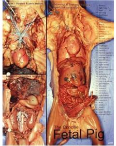 Fetal Pig Dissection Chart, 8 1/2x 11", Full Color