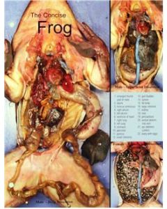 Frog Dissection Chart, 8 1/2x 11", Full Color