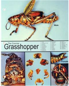 Grasshopper Dissection Chart, 8 1/2x 11", Full Col