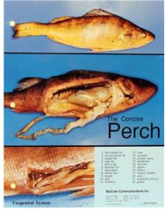Perch Dissection Chart, 8 1/2x 11", Full Color