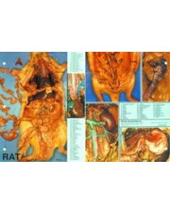 Rat Dissection Chart, 8 1/2x 11", Full Color