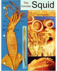 Squid Dissection Chart, 8 1/2x 11", Full Color