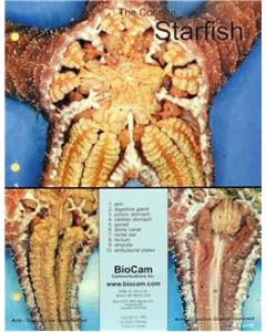 Starfish Dissection Chart, 8 1/2 X 11, Full Color