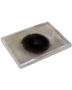 Magnetic Field Demo 2D Student.