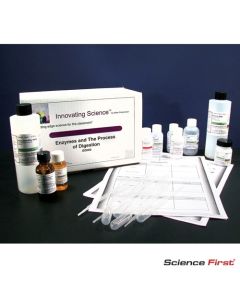 Enzymes And Digestion Process