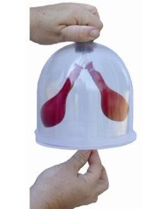 Lung Function Model, Each.