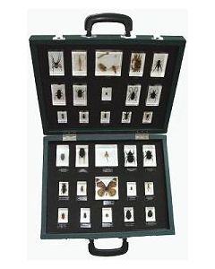Insect Mount Set, 30 piece.