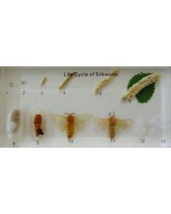 Silkworm Lifecycle Plastomount.