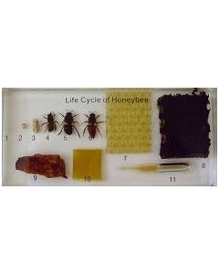 Honeybee Lifecyle Plastomount.