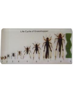 Grasshopper Lifecycle Plastomount.