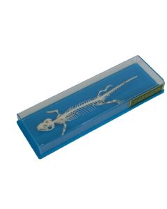 Skeleton: Lizard.