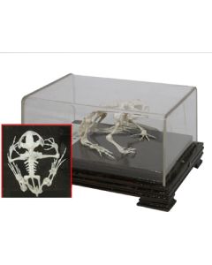 Skeleton: Toad/Frog.
