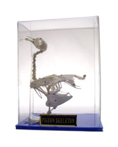 Skeleton: Pigeon.
