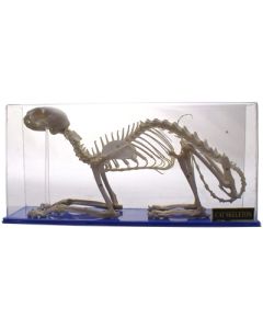 Skeleton: Cat.