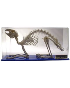 Skeleton: Rabbit.