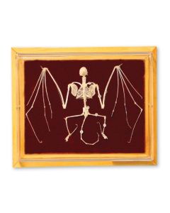 Skeleton: Bat.