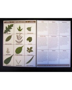 Leaf Collection, Mounted.