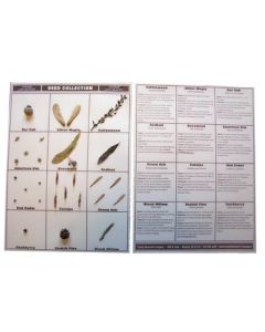 Seed Collection, Mounted.