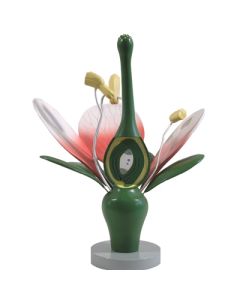 Model: Plant Dicot Flower.