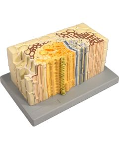 Model: Plant Dicot Cnct Bundle