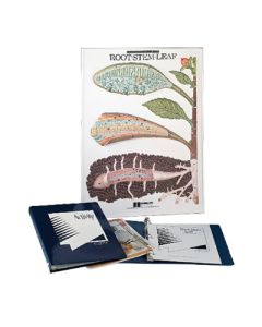 Plant Model Act-Root-Stem-Leaf.**CL**