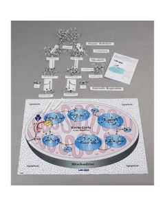 Molecules Of Metabolism Kit. Digestion and Respira