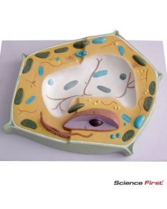 Plant Cell Model, 20,000x Magnified