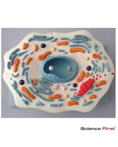 Animal Cell Model, 20,000x Magnified