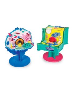Hands-On Cell Model Act-Both