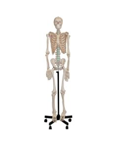 Skeleton Model Human Full *Oversize*.