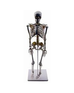Skeleton Model Human Half Size.  85cm Tall.