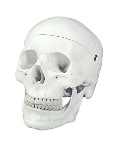 Skull Model, Natural Size 3 Pc.