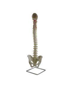Spine Model Flexible with Nerve and Artery.