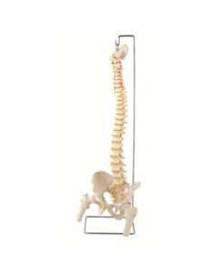 Spine Model Flexible with Femur Heads and Open Sac