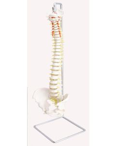 Spinal Column, Natural Size, 3 Piece.