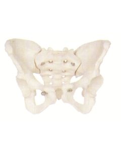 Pelvis Skeleton, Female.