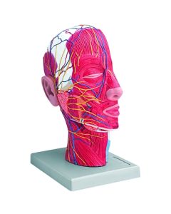 Head Model, Half. with Muscles Nerves Blood Vessel