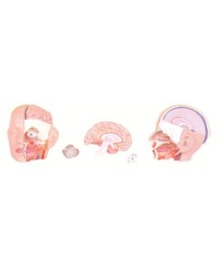 Head Model, Half Dissection. Natural Size 4 Piece.