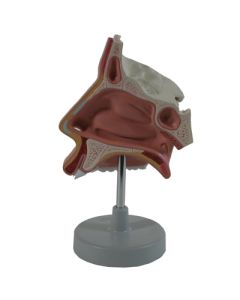 Nasal Cavity Model 1 Piece. Natural Size.