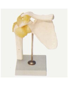 Shoulder Model, Natural Size. On Stand.