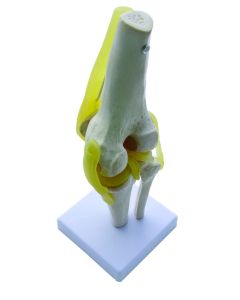Knee Joint Model, Functional.