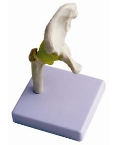Hip Joint, Half Size.