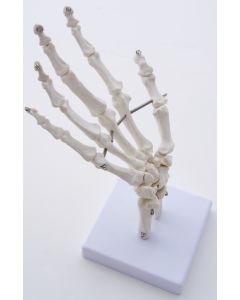 Hand, Natural Size 4 Pc W/Base.