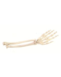 Hand Skeleton Natural Size. W/Ulna and Radius.