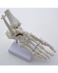 Foot Section Model W/Base. Natural Size.
